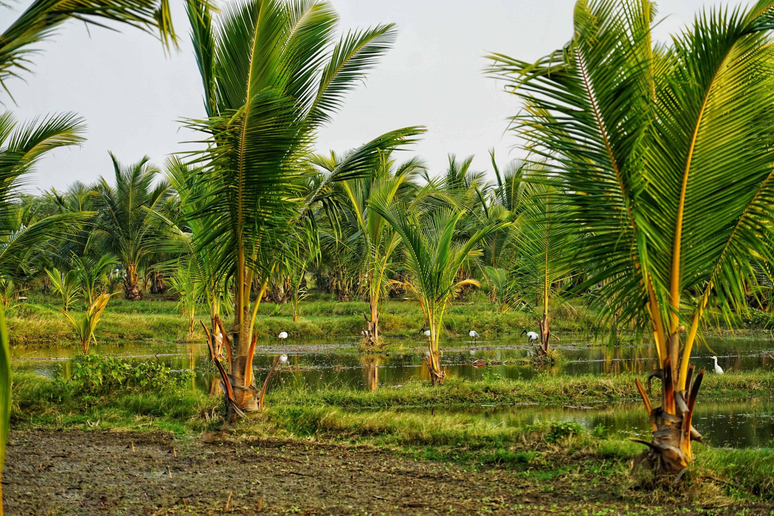 Some of the 800 coconut trees currently growing at the Ave Maria Farm in Sathankulam
