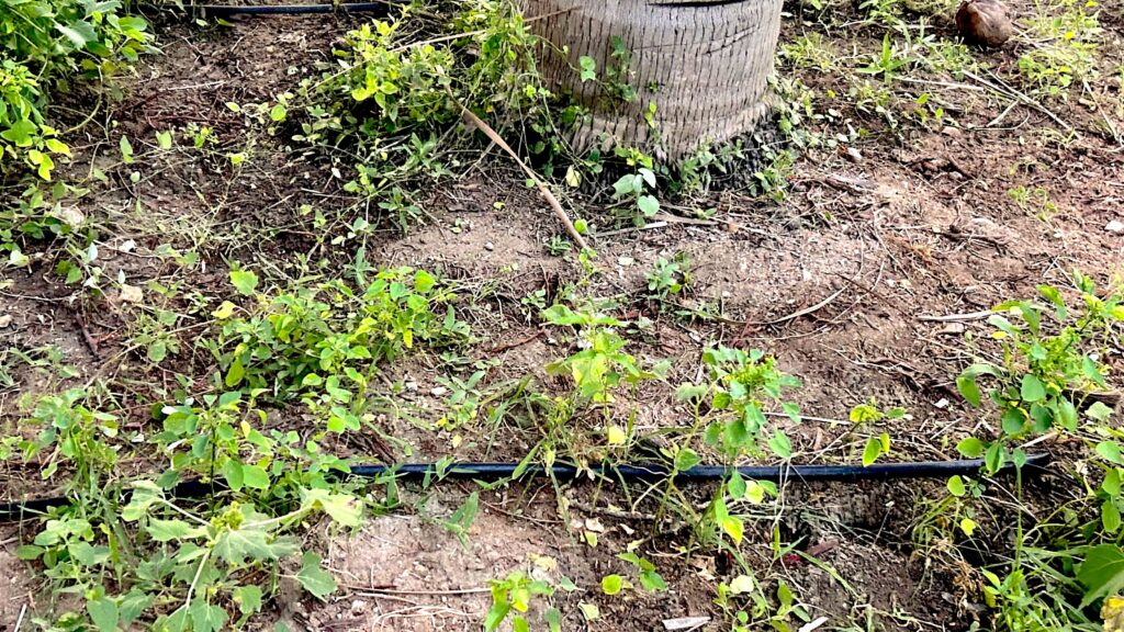 Water-saving drip irrigation system in coconut farm